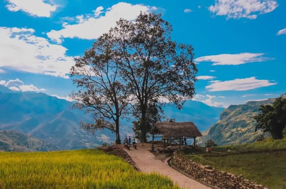 Golden rice fields and a stilt hut under a large tree in Y Ty commune, Lao Cai